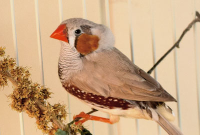 filler image